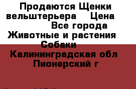 Продаются Щенки вельштерьера  › Цена ­ 27 000 - Все города Животные и растения » Собаки   . Калининградская обл.,Пионерский г.